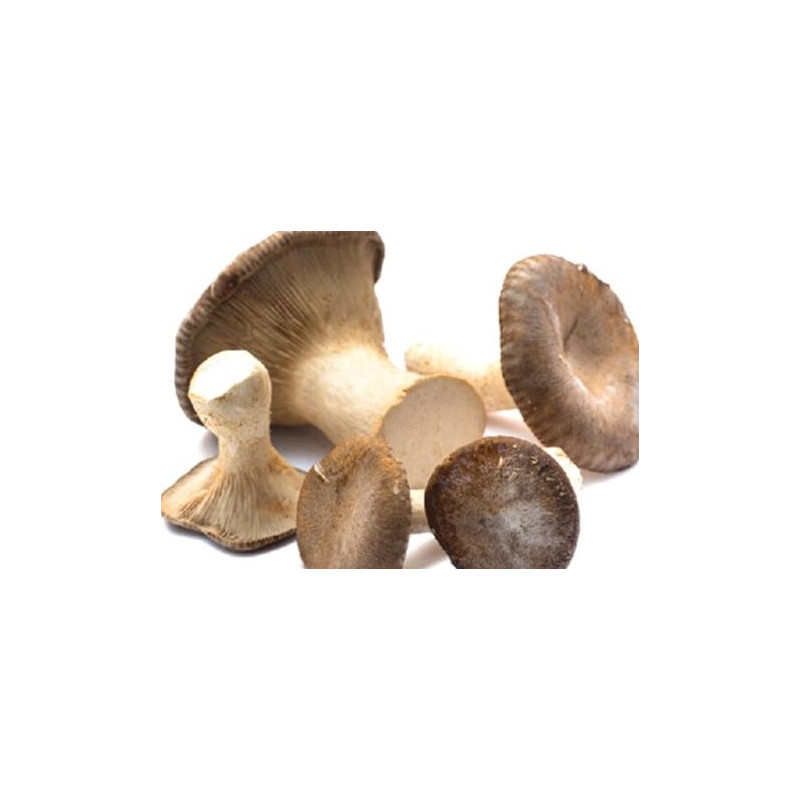 FUNGHI CARDONCELLO BELMONTE 314 ML